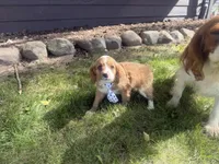Rascal, a male Cavapoo for sale in Thorp, WI – 7 of 9