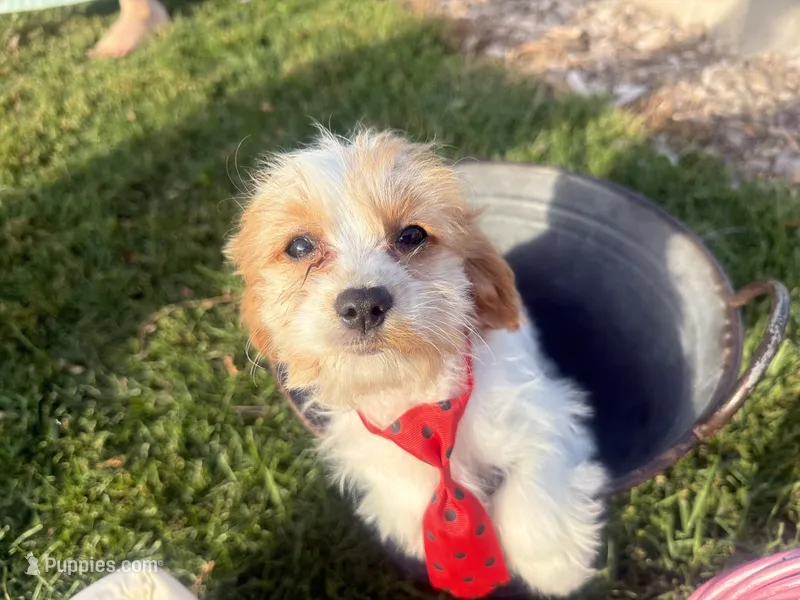 Jace – Cavalier King Charles Spaniel, Bichpoo puppy for sale in Thorp, WI