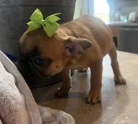 Petunia, a female French Bulldog and Pug for sale in Thorp, WI – 7 of 10