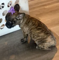 Violet, a female French Bulldog and Pug for sale in Thorp, WI – 6 of 10