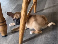 Patty, a female French Bulldog and Pug for sale in Thorp, WI – 3 of 10