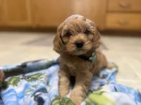 Nolan, a male Cavapoo for sale in Thorp, WI – 1 of 10