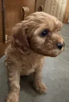 Buddy, a male Cavapoo for sale in Thorp, WI – 3 of 10