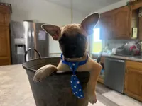 Waffle, a male French Bulldog and Pug for sale in Thorp, WI – 7 of 10