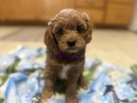 Naomi, a female Cavapoo for sale in Thorp, WI – 1 of 10