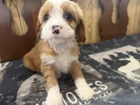 Bella, a female Cavapoo for sale in Thorp, WI – 1 of 10