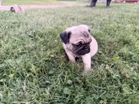 AKC Rocky, a male Pug for sale in Thorp, WI – 10 of 10