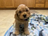Nolan, a male Cavapoo for sale in Thorp, WI – 2 of 10
