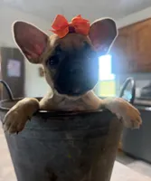 Patty, a female French Bulldog and Pug for sale in Thorp, WI – 5 of 10