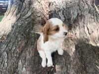 Rosy, a female Cavapoo for sale in Thorp, WI – 3 of 10
