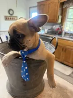 Waffle, a male French Bulldog and Pug for sale in Thorp, WI – 6 of 10