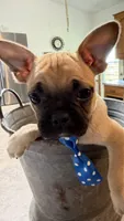 Waffle, a male French Bulldog and Pug for sale in Thorp, WI – 5 of 10