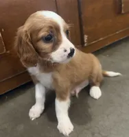 Jingle, a male Cavapoo for sale in Thorp, WI – 5 of 9
