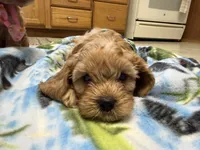 Nolan, a male Cavapoo for sale in Thorp, WI – 3 of 10