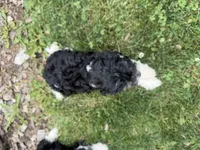 Bill, a male Cavapoo for sale in Thorp, WI – 5 of 10