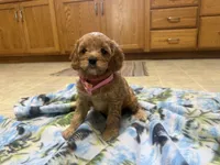 Nina , a female Cavapoo for sale in Thorp, WI – 2 of 10