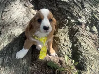 Rusty, a male Cavapoo for sale in Thorp, WI – 6 of 10