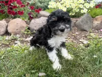 Bill, a male Cavapoo for sale in Thorp, WI – 4 of 10