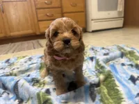 Nina , a female Cavapoo for sale in Thorp, WI – 4 of 10