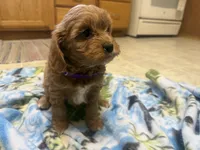 Naomi, a female Cavapoo for sale in Thorp, WI – 9 of 10