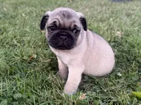 AKC Rocky, a male Pug for sale in Thorp, WI – 3 of 10