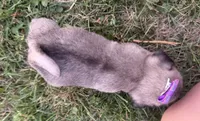 Raina, a female Pug for sale in Thorp, WI – 8 of 10