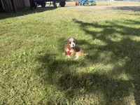 Ricky, a male Cavapoo for sale in Thorp, WI – 10 of 10