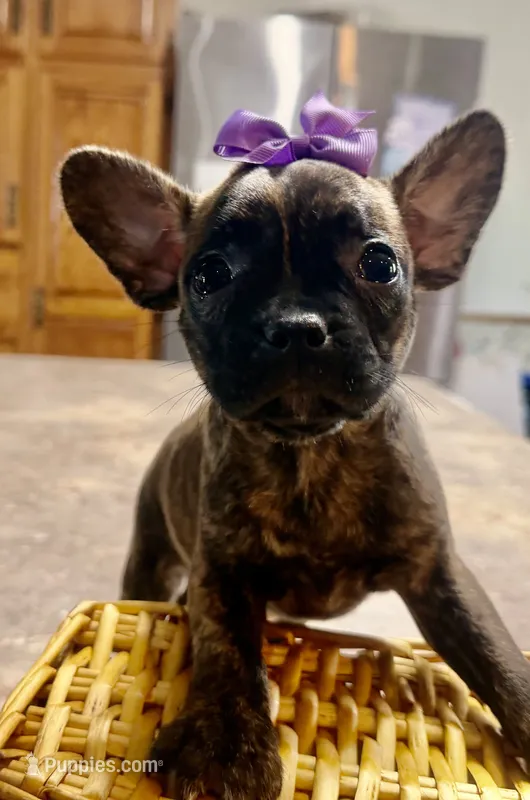 Violet – French Bulldog, Pug puppy for sale in Thorp, WI