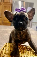 Violet, a female French Bulldog and Pug for sale in Thorp, WI – 1 of 10