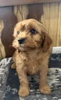 Buddy, a male Cavapoo for sale in Thorp, WI – 8 of 10