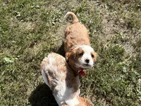 Ricky, a male Cavapoo for sale in Thorp, WI – 9 of 10