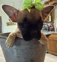 Petunia, a female French Bulldog and Pug for sale in Thorp, WI – 2 of 10