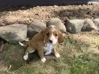 Rascal, a male Cavapoo for sale in Thorp, WI – 5 of 9