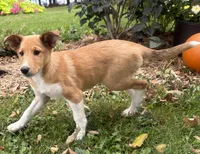 Shelby, a female Shiba Inu and Shetland Sheepdog for sale in Thorp, WI – 4 of 10