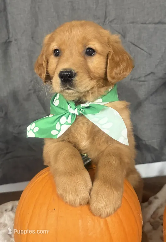 AKC Randy – Golden Retriever puppy for sale in Thorp, WI