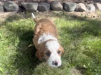 Ricky, a male Cavapoo for sale in Thorp, WI – 5 of 10