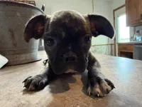 Smores, a male French Bulldog and Pug for sale in Thorp, WI – 10 of 10