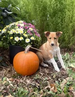 Shelby, a female Shiba Inu and Shetland Sheepdog for sale in Thorp, WI – 7 of 10