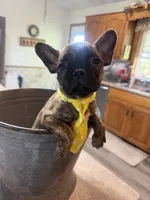 Peanut, a male French Bulldog and Pug for sale in Thorp, WI – 8 of 10