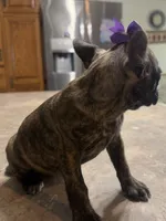 Violet, a female French Bulldog and Pug for sale in Thorp, WI – 8 of 10