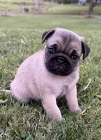 AKC River, a male Pug for sale in Thorp, WI – 1 of 10