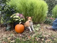 Shelby, a female Shiba Inu and Shetland Sheepdog for sale in Thorp, WI – 10 of 10