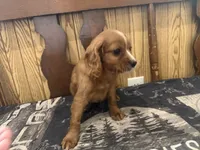 Frisky, a male Cavapoo for sale in Thorp, WI – 10 of 10