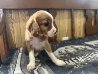 Jingle, a male Cavapoo for sale in Thorp, WI – 7 of 9