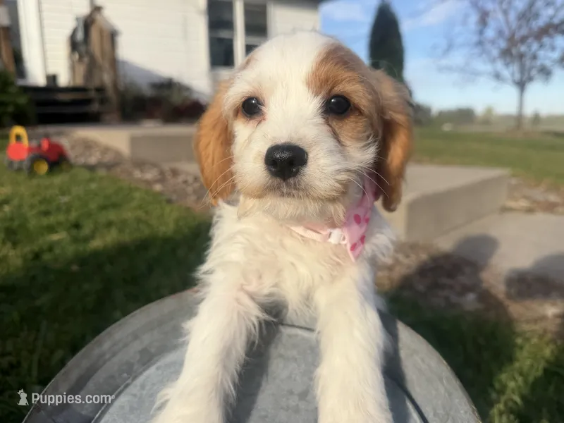 Jade – Cavalier King Charles Spaniel, Bichpoo puppy for sale in Thorp, WI