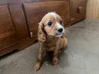 Frisky, a male Cavapoo for sale in Thorp, WI – 6 of 10