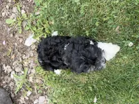 Bill, a male Cavapoo for sale in Thorp, WI – 9 of 10
