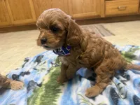 Naomi, a female Cavapoo for sale in Thorp, WI – 8 of 10