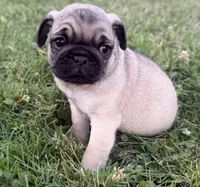 AKC Rocky, a male Pug for sale in Thorp, WI – 1 of 10