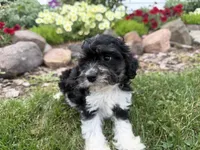 Bill, a male Cavapoo for sale in Thorp, WI – 2 of 10